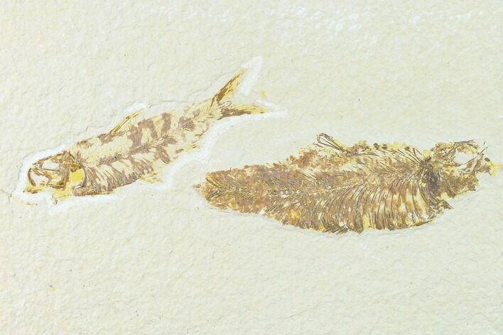 Pair of Fossil Fish (Knightia) - Green River Formation - Wyoming #148595